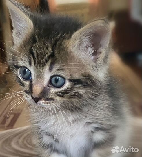 Кошка девочка котенок