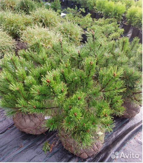 Ель новогодняя живая голубая Костер Koster 120см