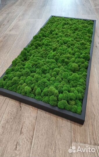 Мох стабилизированный. Картина