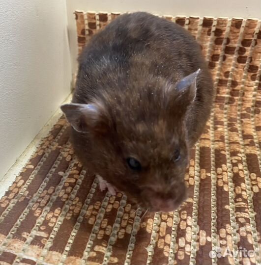 Сирийский хомяк девочка бесплатно