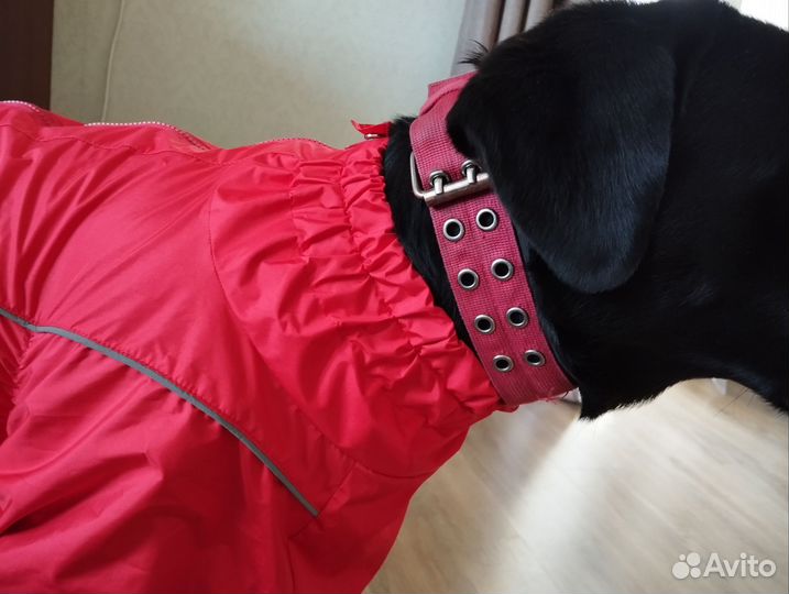 Комбинезон для собаки (девочки) на сырую погоду