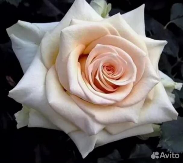 Пионы - Розы саженцы