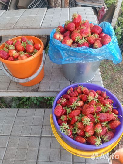 Клубника свежая ягода