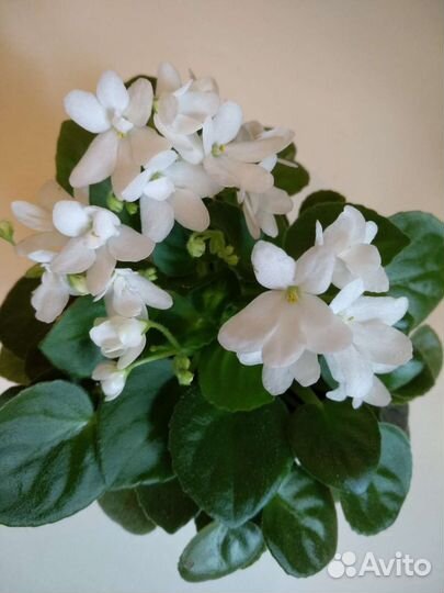 Фиалки цветущие