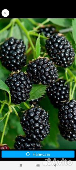 Саженцы ежевики сорт Лох Тэй