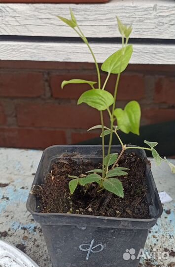 Саженцы клематиса