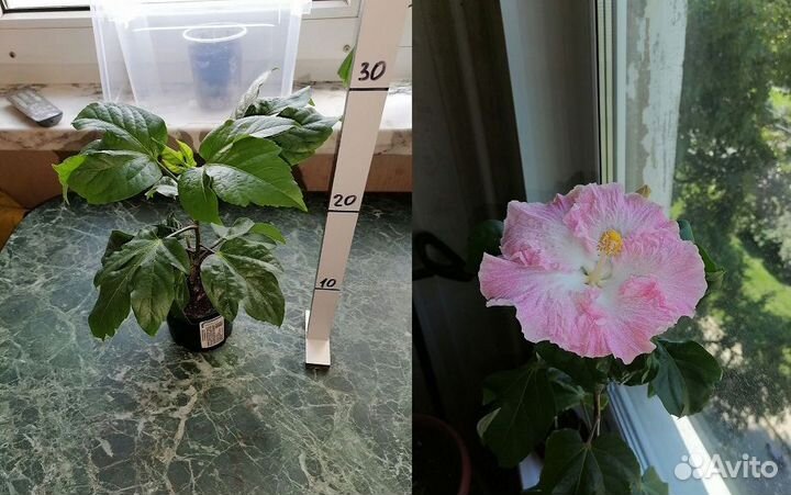 Сортовой гибискус daddy'S angel. Саженец