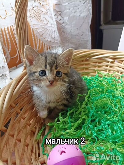 30.07 Актуально Очаровательные котятки ищут дом