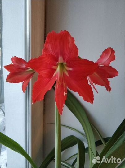 Амариллис