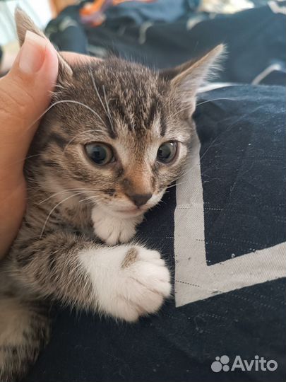 Котенок