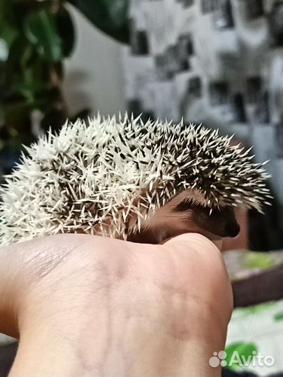 Африканский ежик
