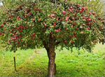 Обрезка винограда яблонь