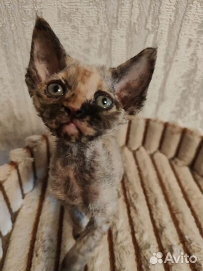 Котята девон-рекс