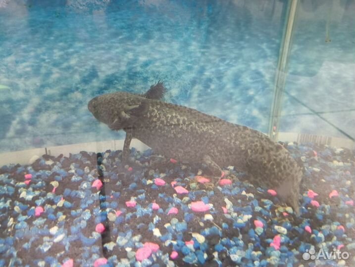 Продам Аксолотля