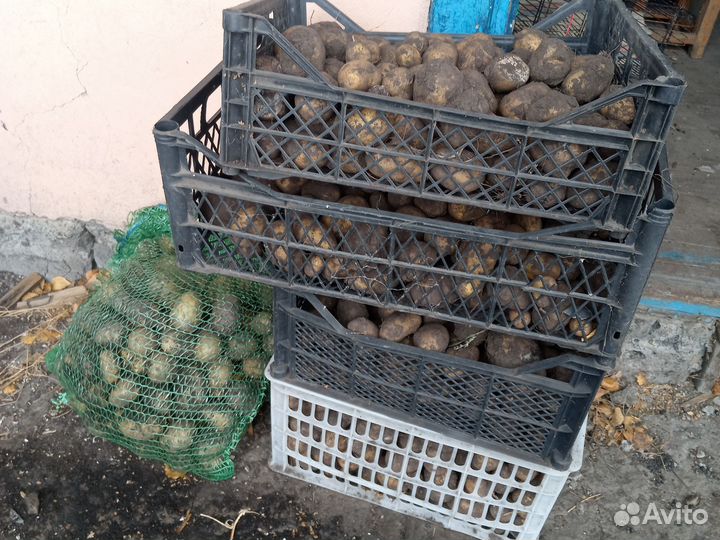 Картофель бесплатно