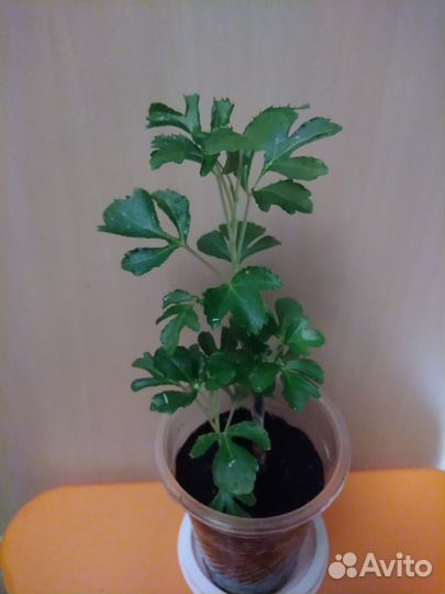 Комнатные растения