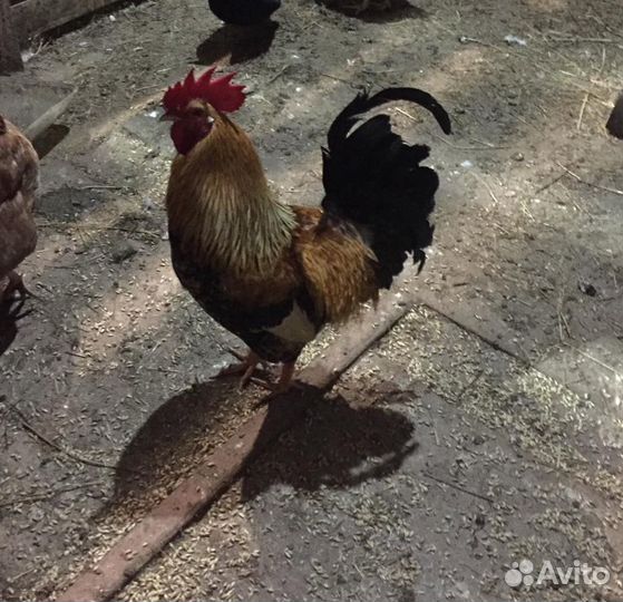 Гусь и куры и индейки