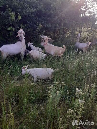 Коза с козлятами