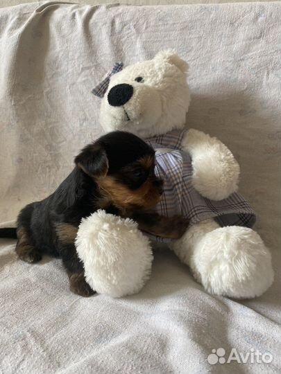 Йоркширский терьер