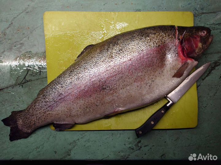 Форель из Карелии нпсг в Химках