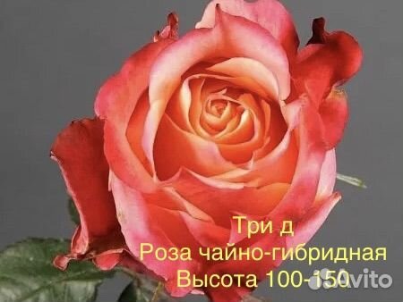 Розы (саженцы) в ассортименте