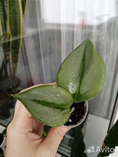 Сциндапсус мунлайт