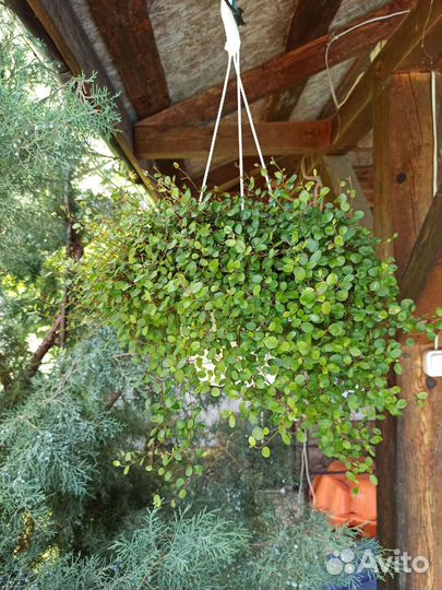 Мюленбекия