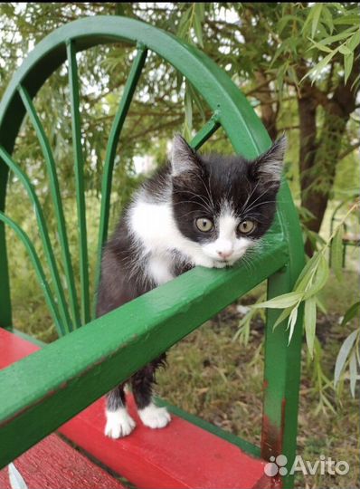 Котенок в добрые руки