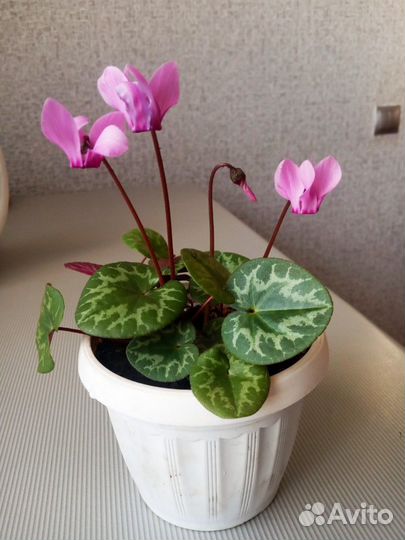 Цикламен европейский, бабушкина фиалка