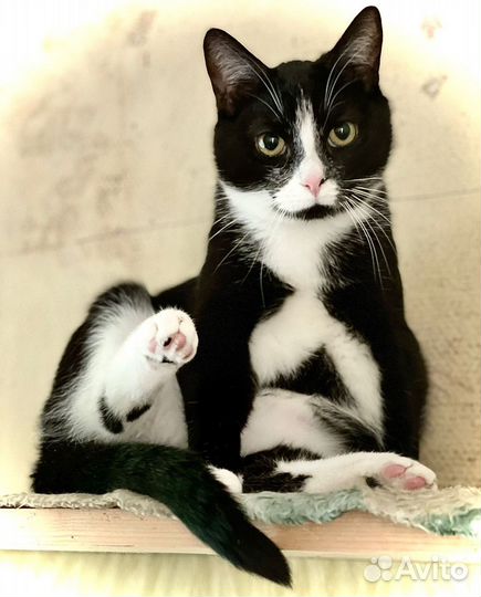 Молоденький котик ищет семью