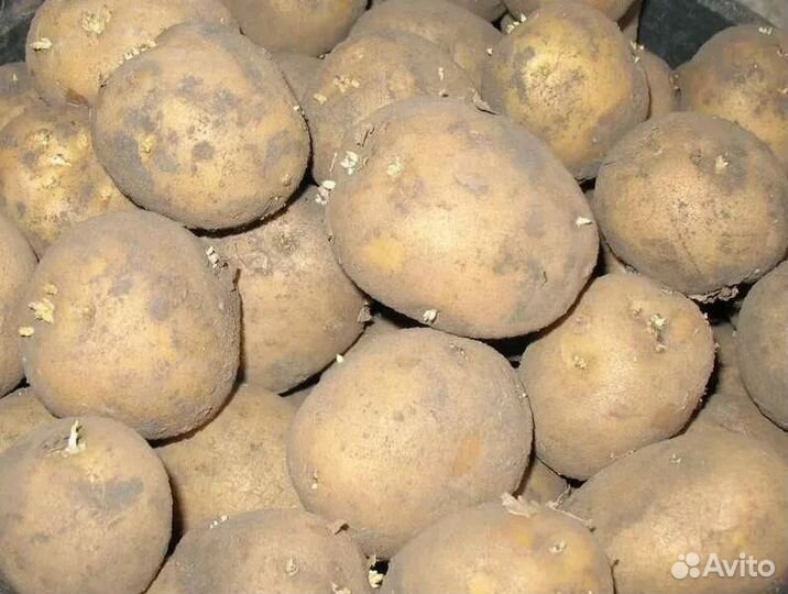 Семенной картофель