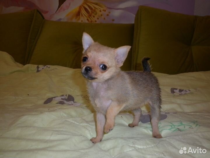 Щенки метисы