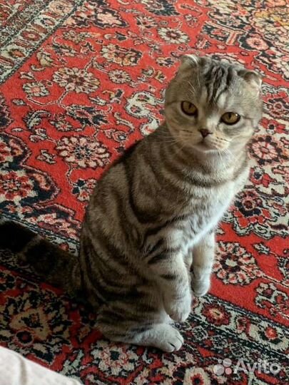 Шотландская вислоухая кошка бесплатно