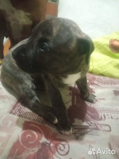 Щенки американского стаффорда