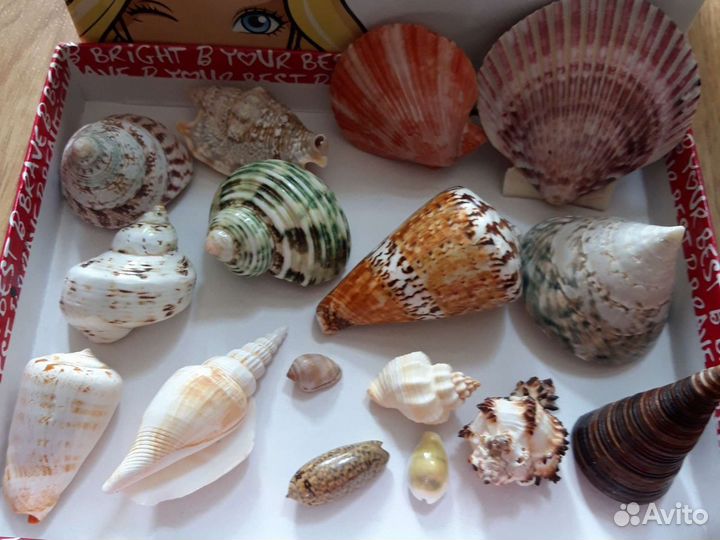 Морские ракушки раковины+брелок