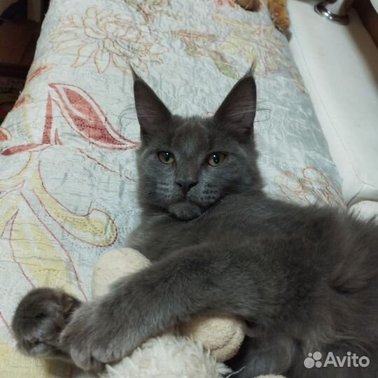 Кошечка Мейкун