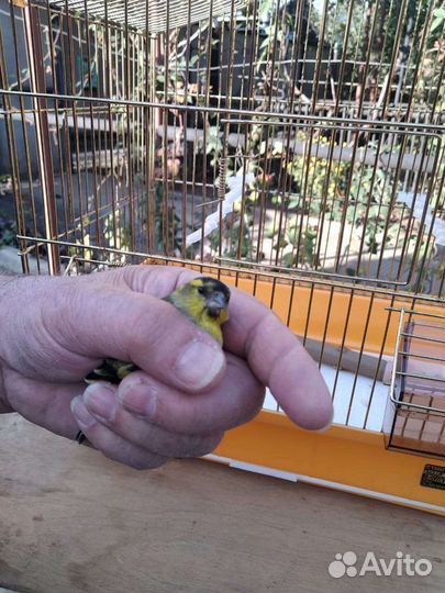 Певчие птицы и клетки,щегол,чиж и др