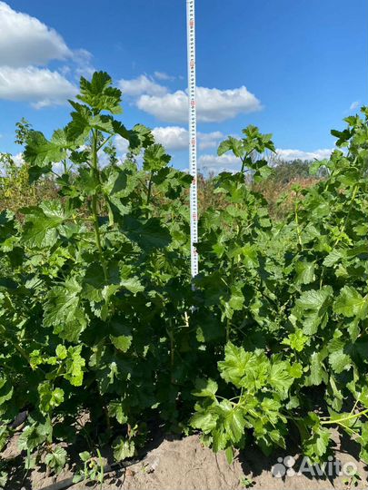 Смородина, йошта