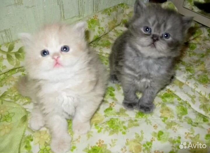 Персидские котята, Иваново