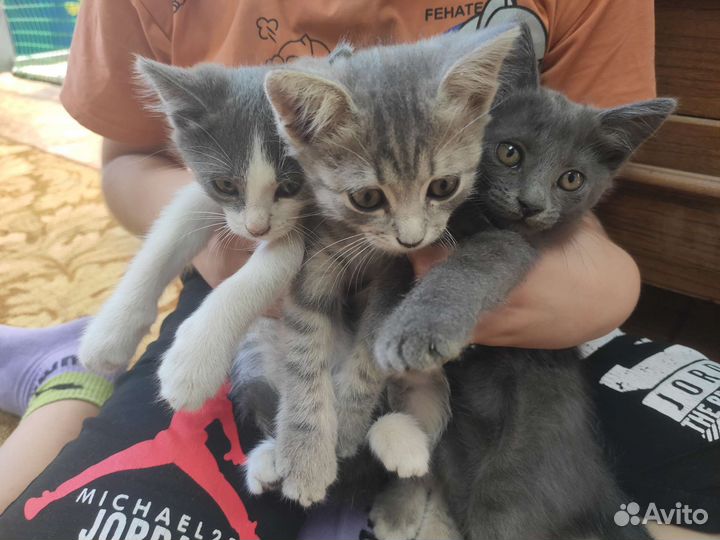 Котята