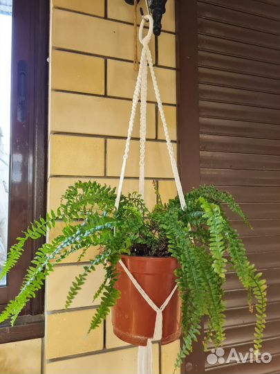 Филодендрон, панданус, цицус, папоротники