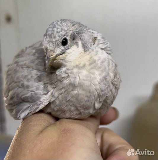 Перепела продажа