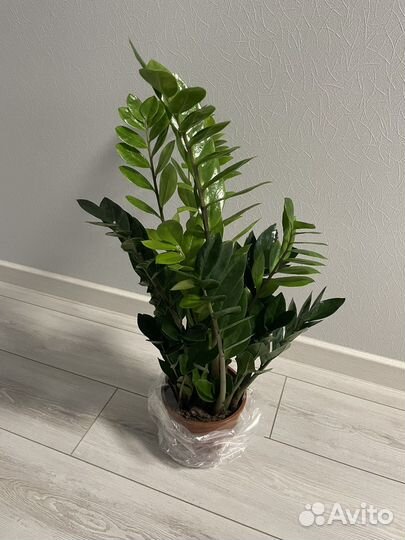 Замиокулкас D17H80