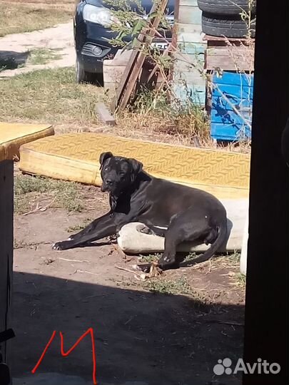 Щенки американского Бандога