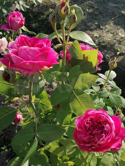 Дача 38 м² на участке 4 сот.