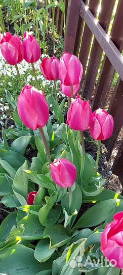 Луковицы тюльпанов