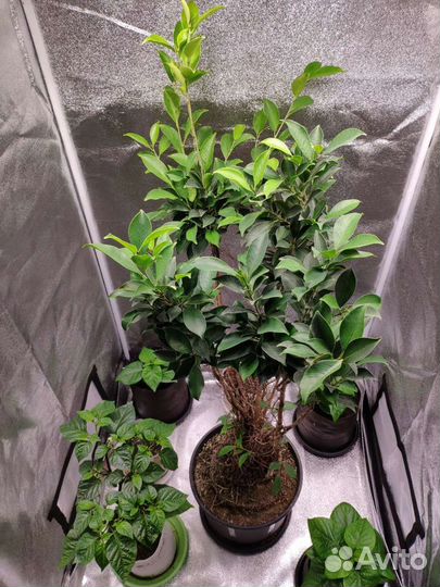 Гроубокс,теплица для дома