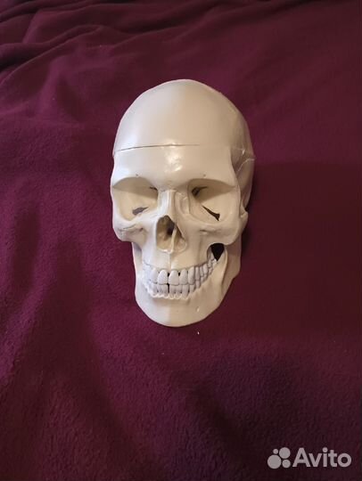Анатомический череп