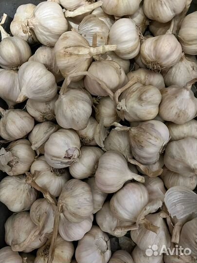Чеснок на посадку яровой