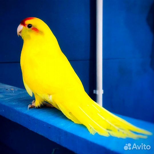 Попугаи: Какарики, Розеллы, Кореллы